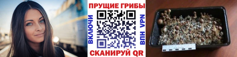 Купить  Киренск  Галлюциногенные грибы прущие грибы 